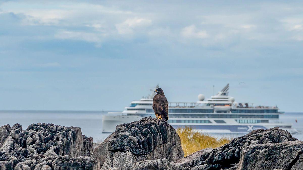 Galapagos 20% Savings on All Cruises & Cruise Packages - background banner